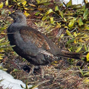 Image of Caucasian Grouse