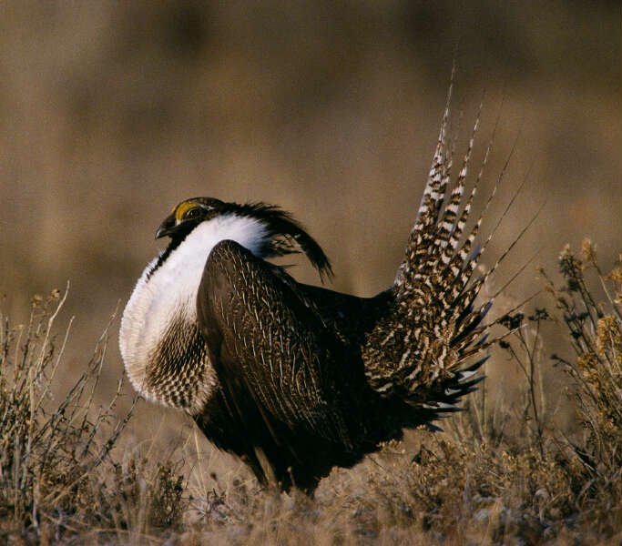 Image of Sage Grouse