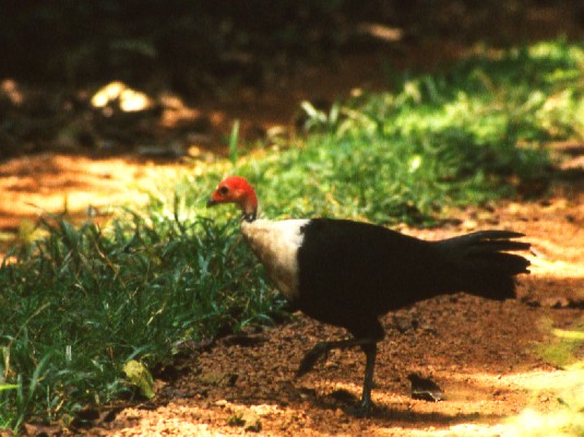 Image of White-breasted Guineafowl