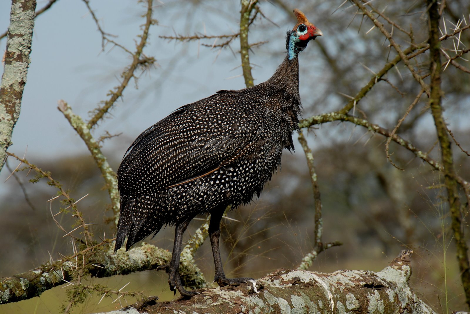 Image of Helmeted Guinea Fowl