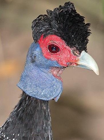 Image of Plumed Guineafowl