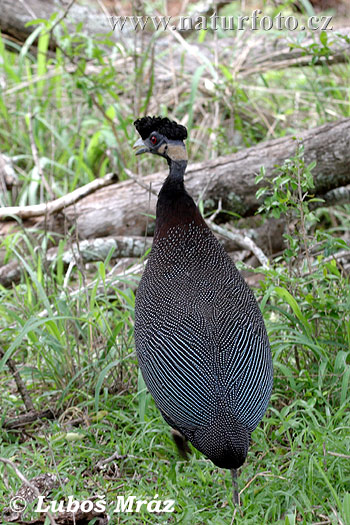 Image of Eastern Crested Guineafowl