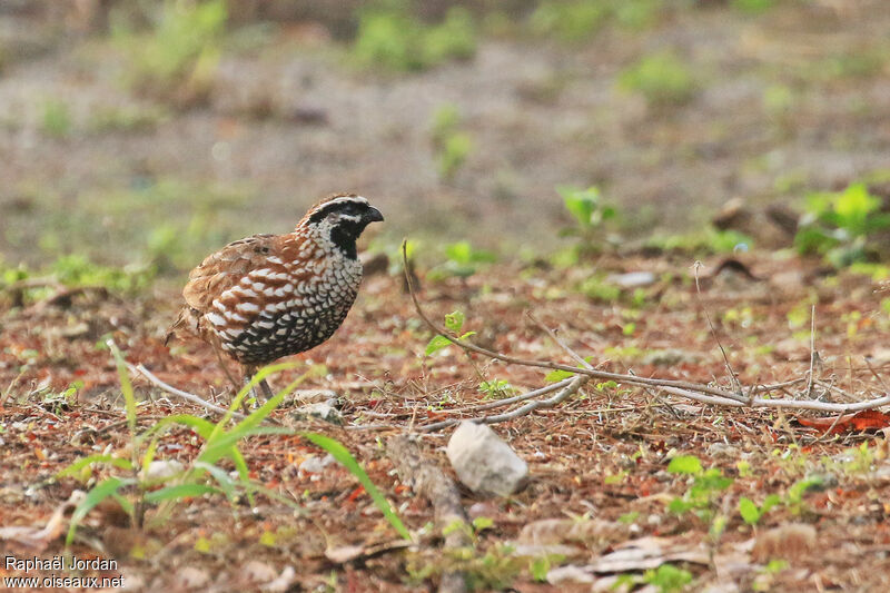 Image of Long-tailed Wood-Partridge