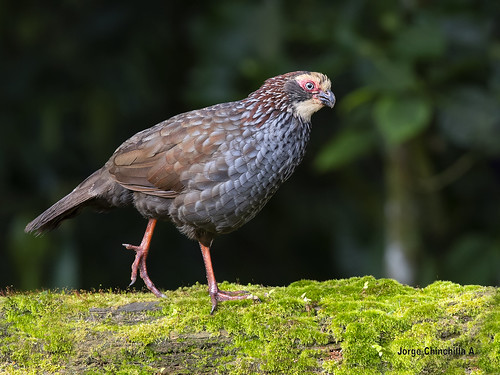 Image of Buffy-crowned Wood-Partridge