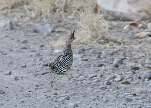 Image of Banded Quail
