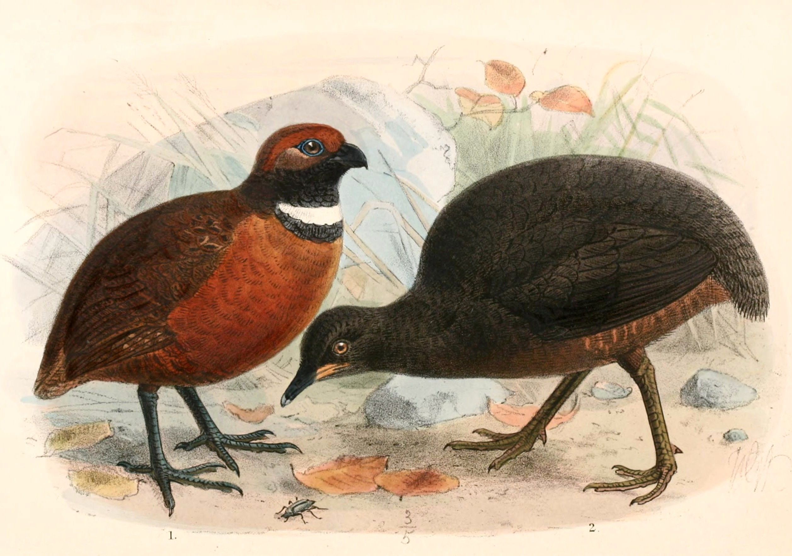 Image of Rufous-fronted Wood-Quail
