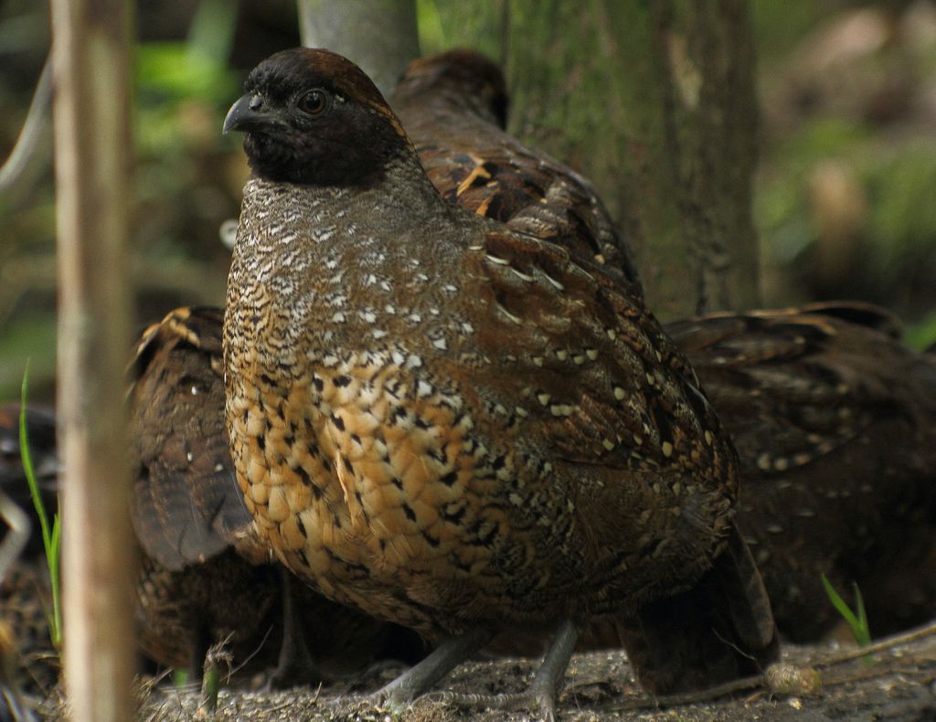 Image of Black-fronted Wood-Quail
