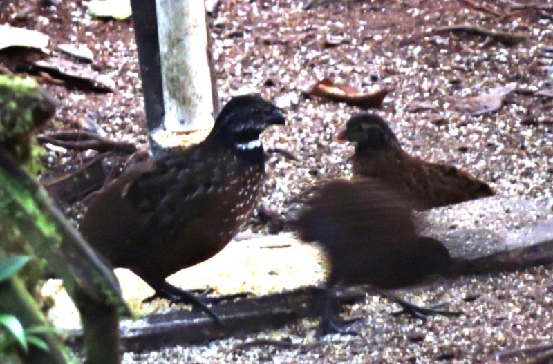 Image of Gorgeted Wood-Quail