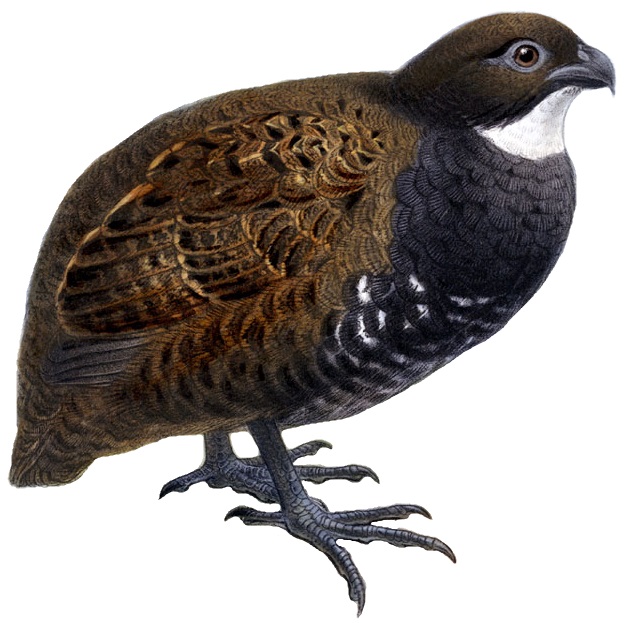 Image of Black-breasted Wood-Quail