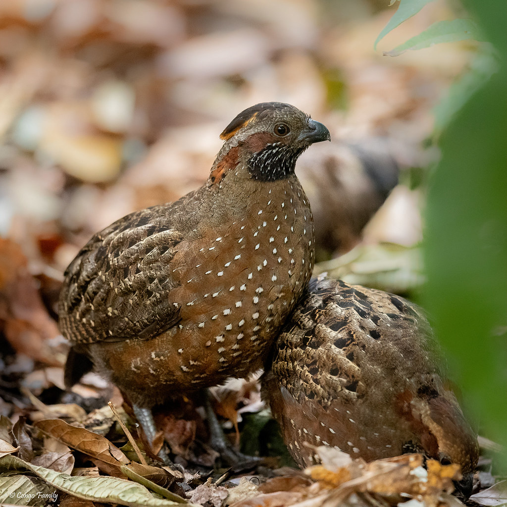 Image of Spotted Wood-Quail