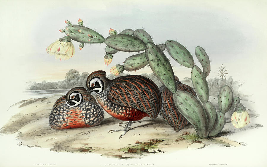 Image of Ocellated Quail