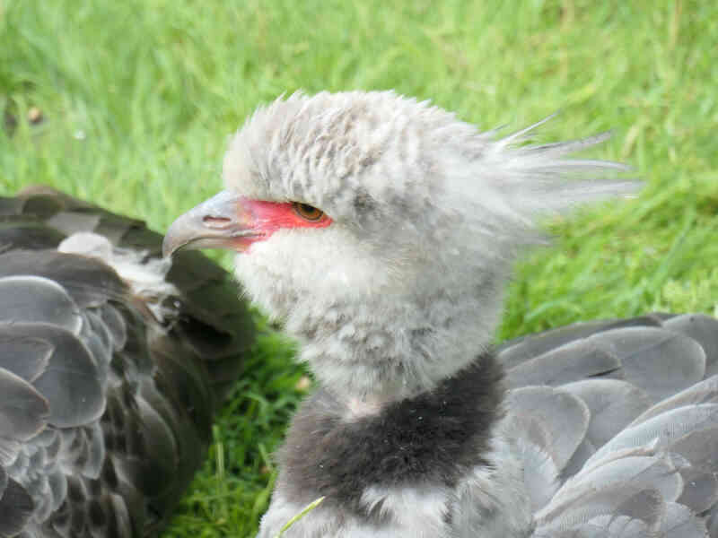 Image of Southern Screamer
