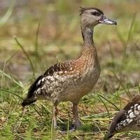 Image of Spotted Whistling-Duck