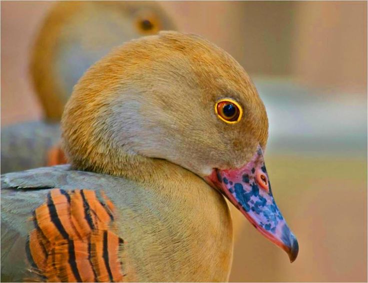 Image of Plumed Whistling-Duck