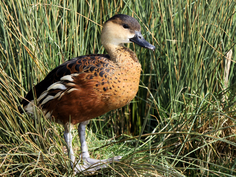Image of Wandering Whistling-Duck