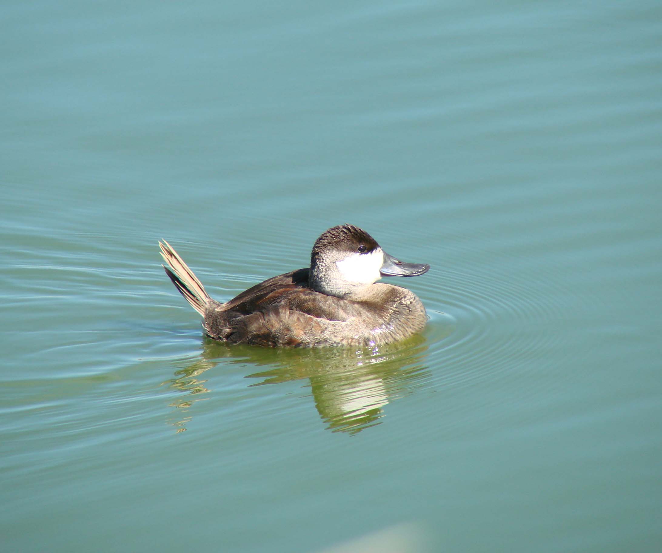 Image of Ruddy Duck