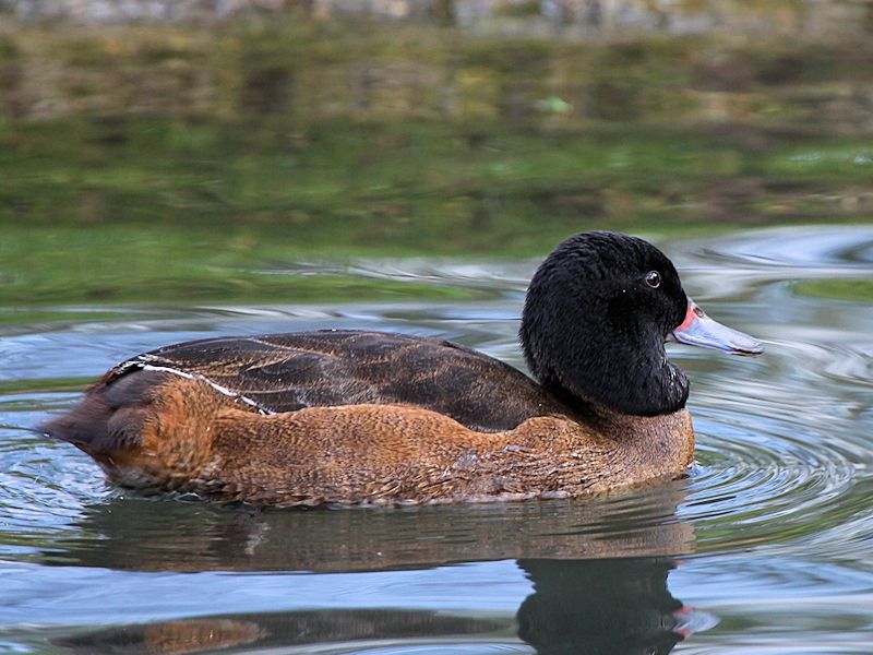Image of Black-headed Duck