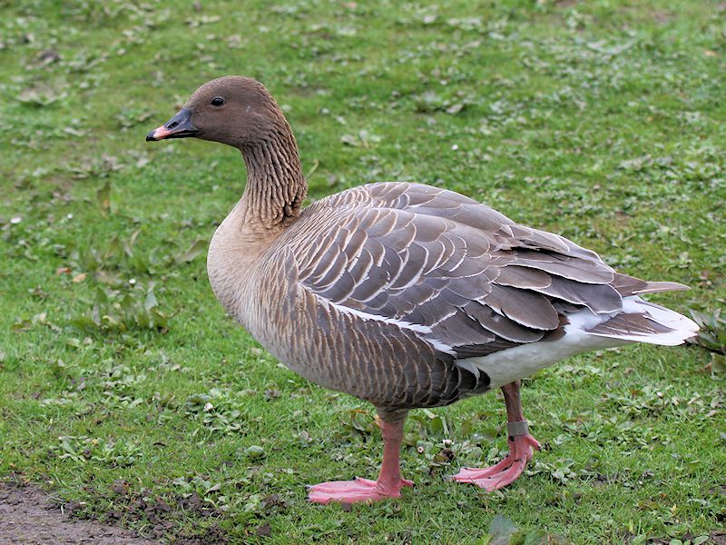 Image of Pink-footed Goose