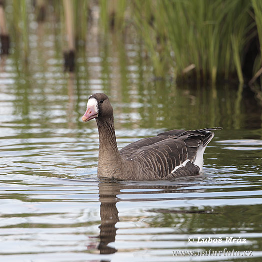 Image of White-fronted Goose