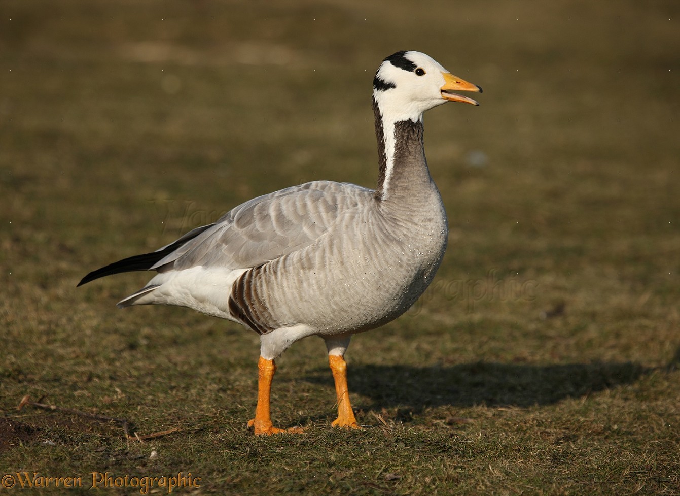 Image of Bar-headed Goose