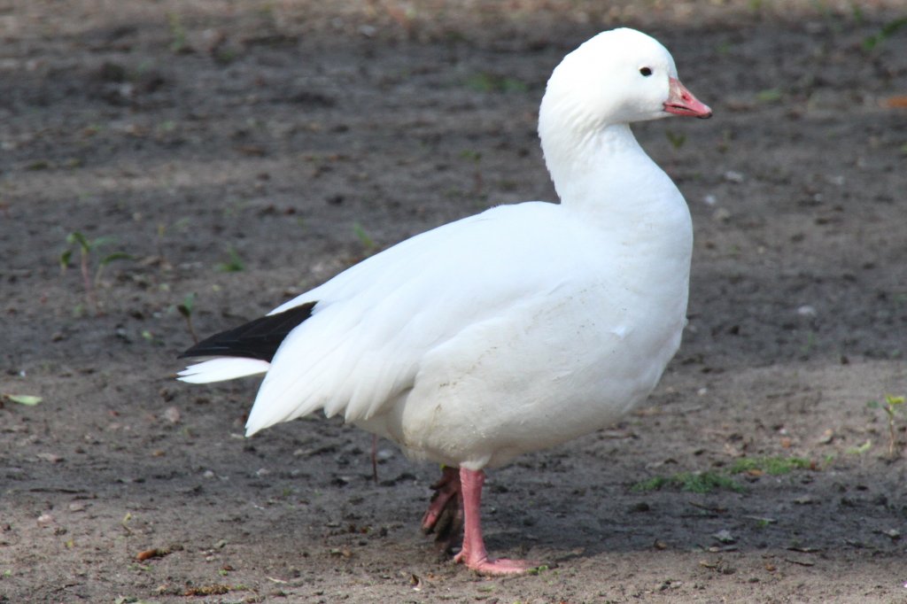 Image of Ross's Goose