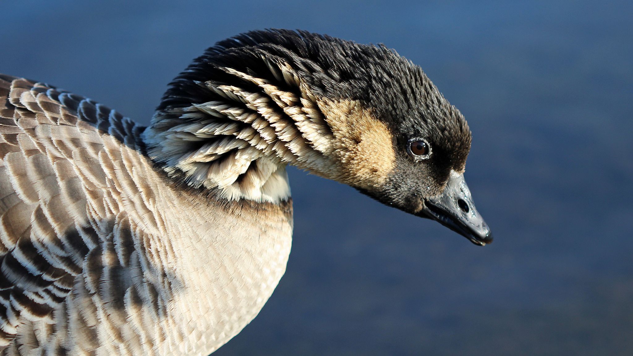 Image of Hawaiian Goose