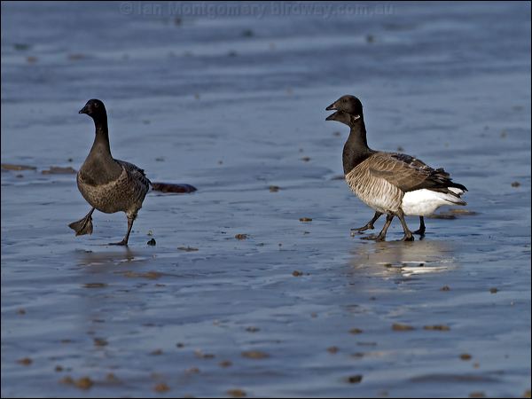 Image of Brent Goose