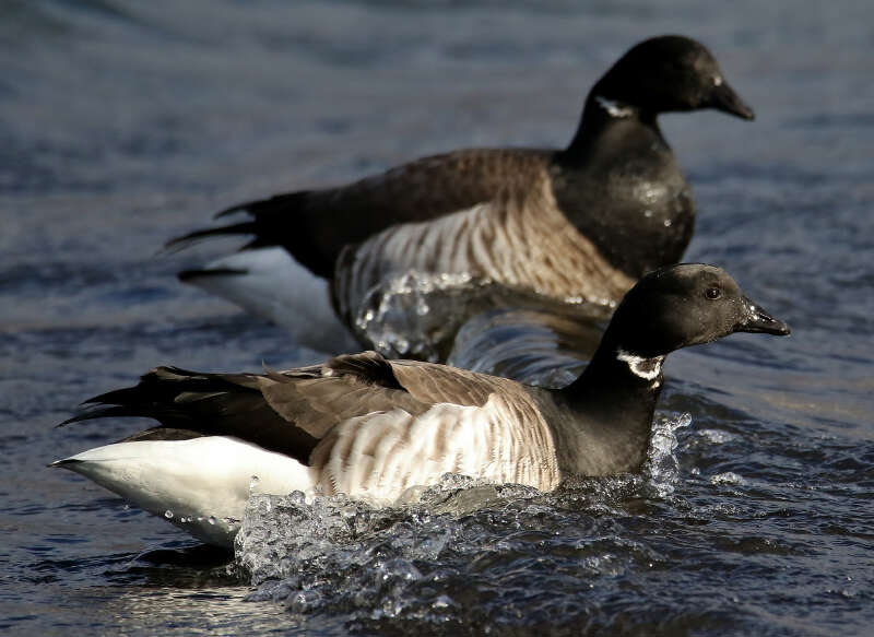 Image of Pale-bellied Brent Goose