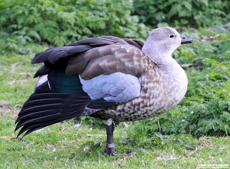 Image of Blue-winged Goose