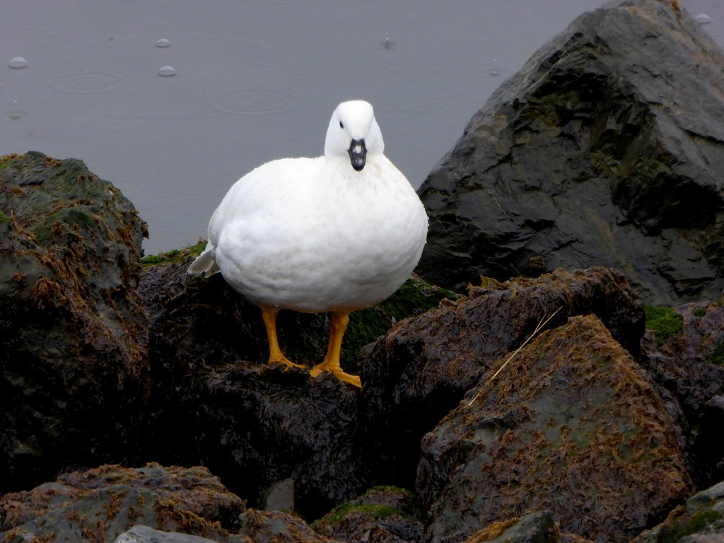 Image of Kelp Goose