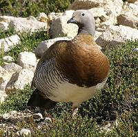 Image of Ashy-headed Goose