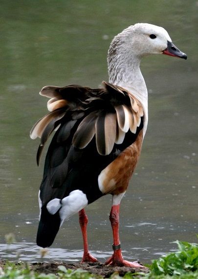 Image of Orinoco Goose