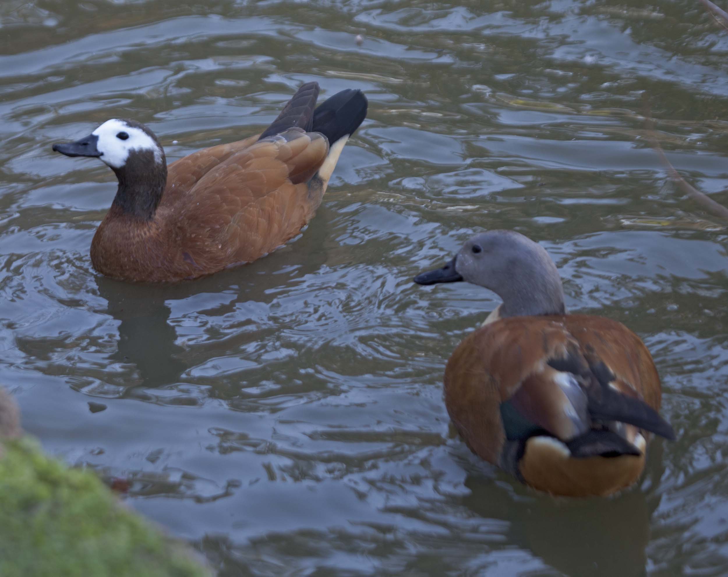 Image of South African Shelduck