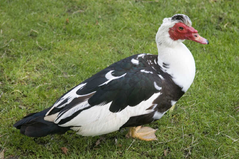 Image of Muscovy Duck