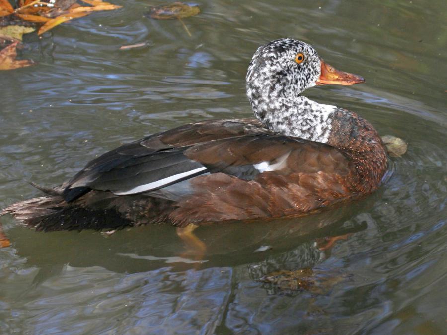 Image of White-winged Duck