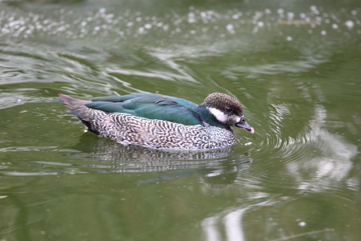 Image of Green Pygmy-goose