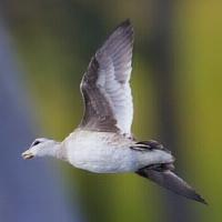 Image of Cotton Pygmy-goose (Female)