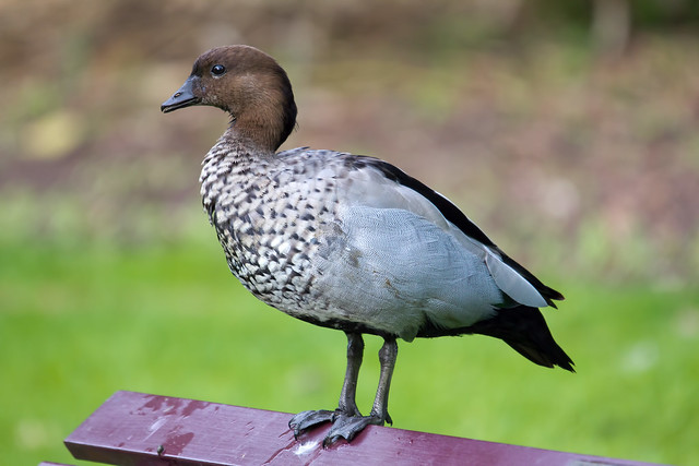 Image of Australian Wood Duck