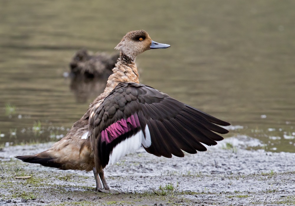 Image of Crested Duck