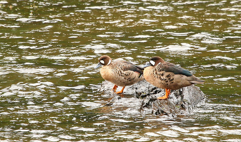 Image of Spectacled Duck