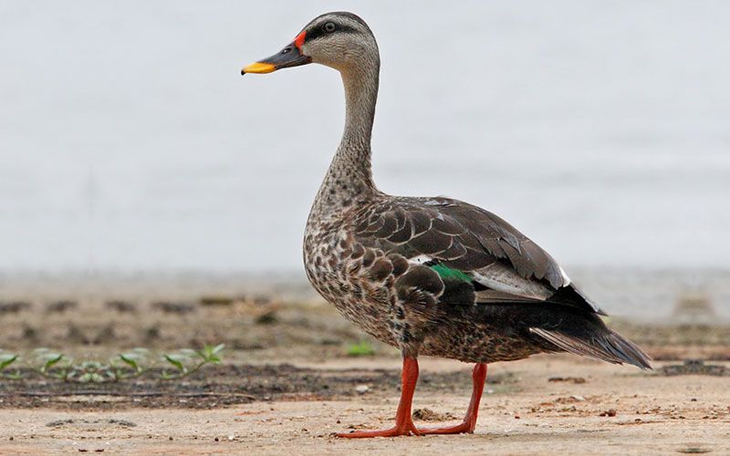 Image of Indian Spot-billed Duck