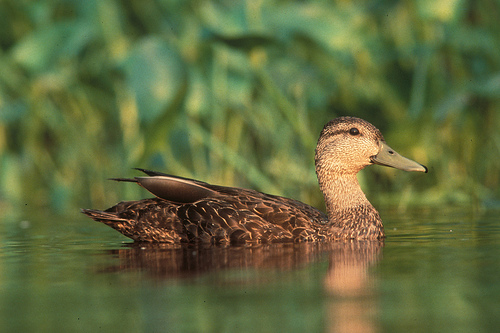 Image of Pacific Black Duck