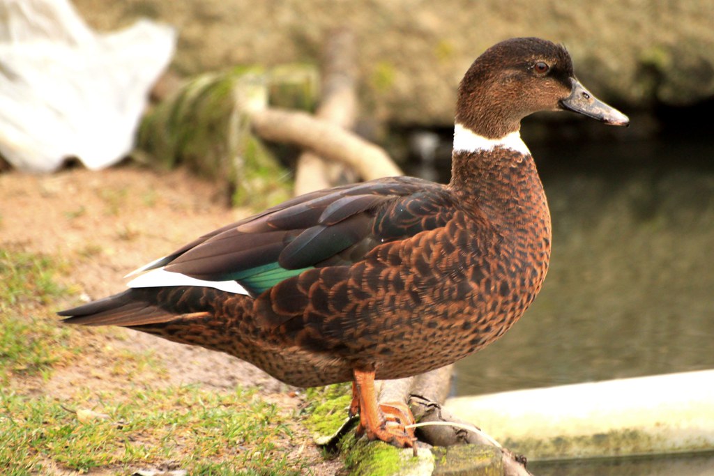 Image of Meller's Duck
