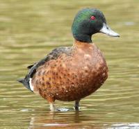 Image of Chestnut Teal (Male)