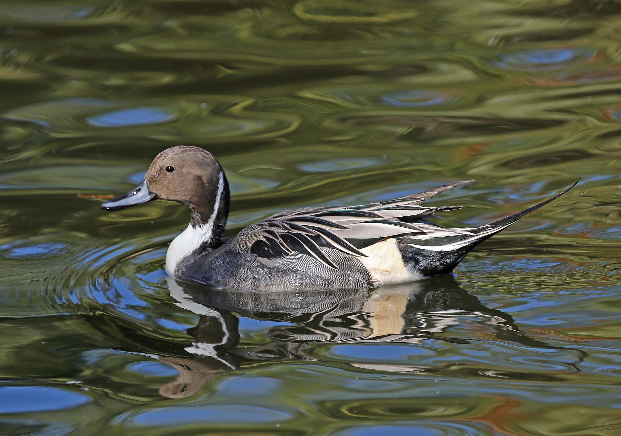 Image of Northern Pintail