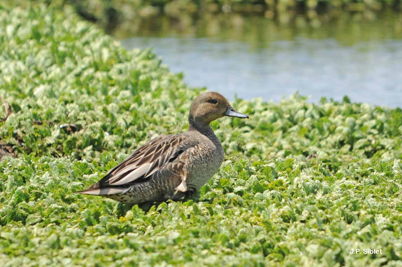 Image of Southern Pintail