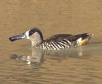 Image of Pink-eared Duck