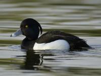 Image of Tufted Duck (Male)