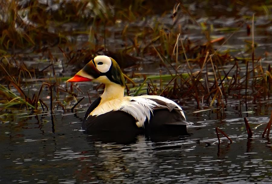 Image of Spectacled Eider