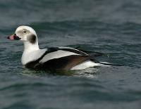 Image of Long-tailed Duck (Male, winter)